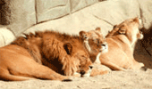 Animals of the World