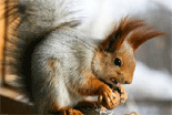 Friends of Nature