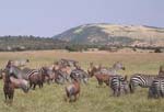Animals on savanna