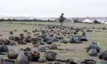 The Falklands War